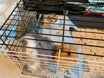 Cavia’s, Hok, 75 tot 110 cm, Cavia, Ophalen
