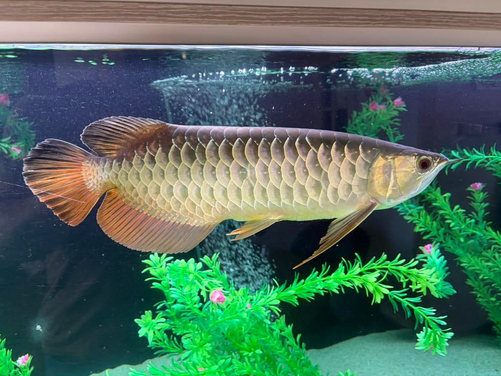 Golden highback Arowana, Dieren en Toebehoren, Vissen | Aquariumvissen, Vis, Zoetwatervis, Schoolvis