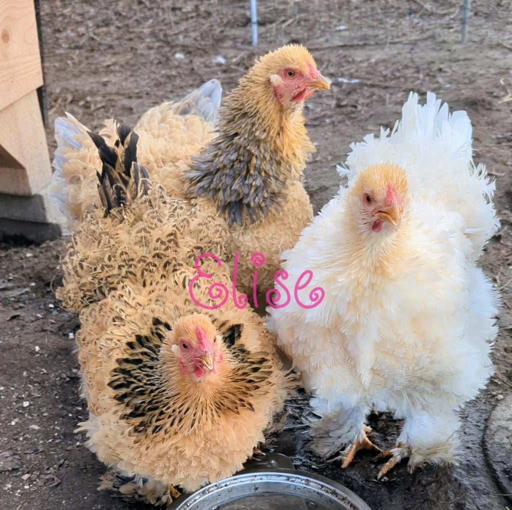 Broedeieren brahma krul groothoenders kippen krulveer, Dieren en Toebehoren, Pluimvee, Kip