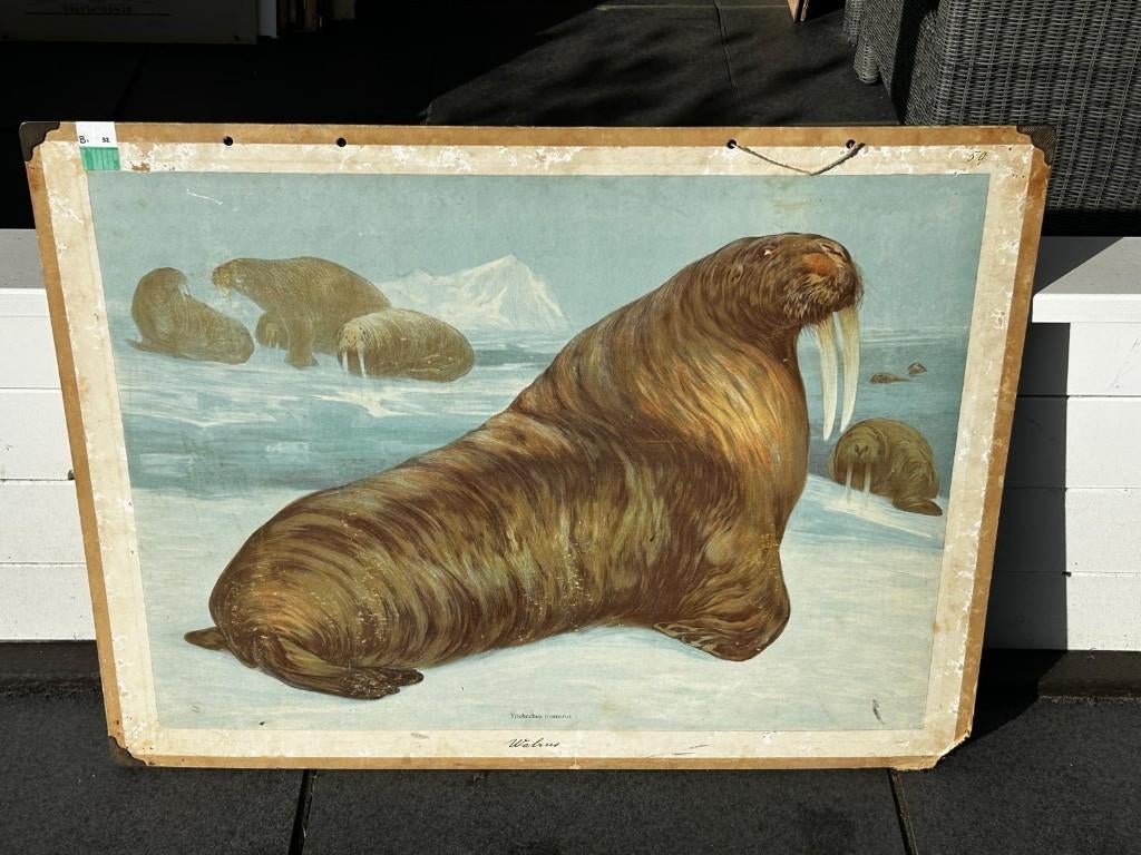 Walrus, Ophalen of Verzenden, Natuur en Biologie