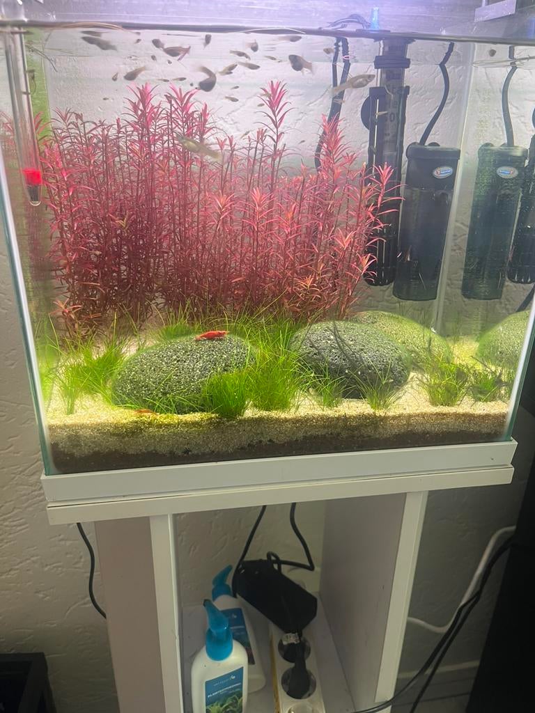 Jonge endler guppy’s, Ophalen, Zo goed als nieuw