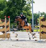 Super brave New Forest C-pony (1.36 m) met gouden karakter, Dieren en Toebehoren, Pony's, Merrie, Met stamboom, M, Springpony