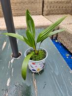 Winterharde palmpjes. Trachycarpus, Ophalen, Overige soorten, Volle zon