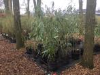 Fargesia Robusta Wolong, niet woekerende bamboe !!!, Vaste plant, Bloeit niet, Halfschaduw, Ophalen