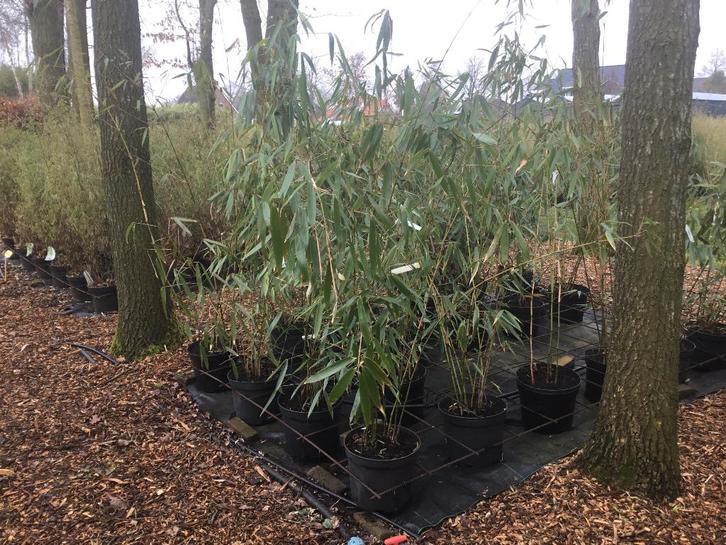 Fargesia Robusta Wolong, niet woekerende bamboe !!!, Tuin en Terras, Planten | Tuinplanten, Vaste plant, Overige soorten, Halfschaduw