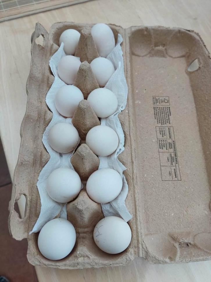 broedeitjes, Dieren en Toebehoren, Pluimvee, Kip, Geslacht onbekend