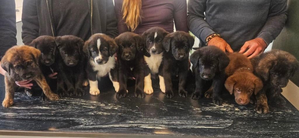 Labrador weimaraner / Labrador kroatische herder pups puppy, Dieren en Toebehoren, Honden | Retrievers, Spaniëls en Waterhonden