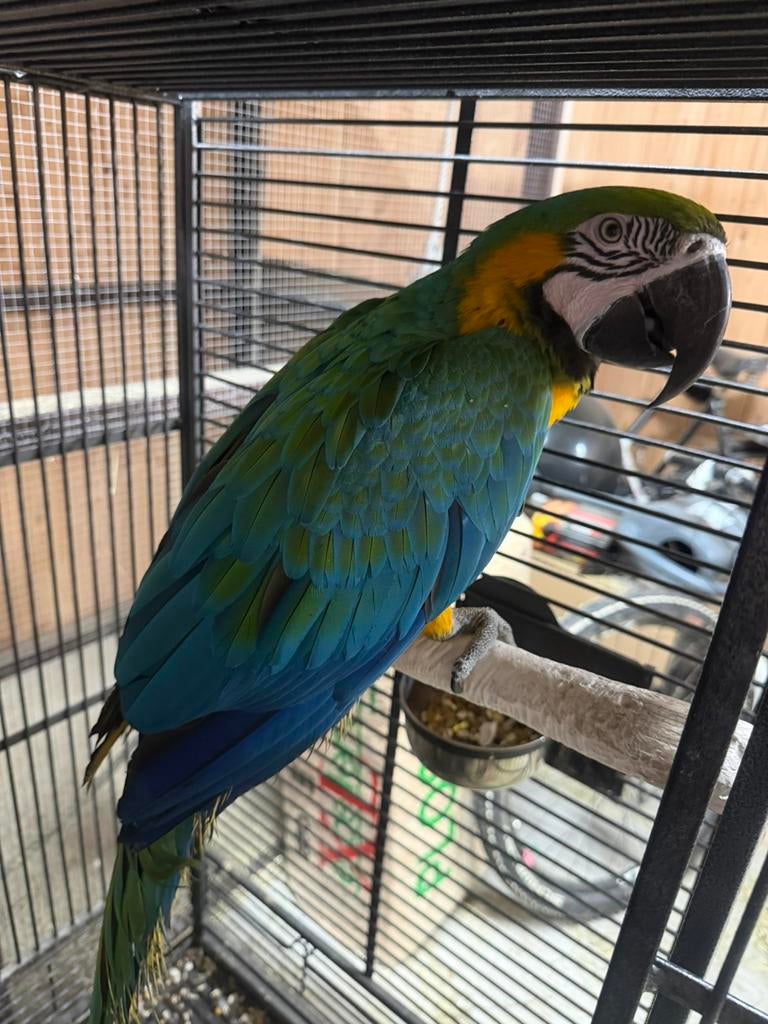 Harligold Ara hybride, Dieren en Toebehoren, Vogels | Parkieten en Papegaaien, Mannelijk, Papegaai, Tam