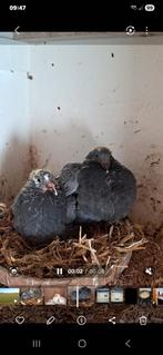 5 jonge postduiven, Meerdere dieren, Postduif