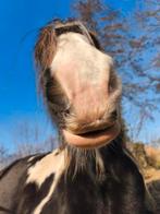 Lief paard zoekt verzorger, Dieren en Toebehoren, Ophalen of Verzenden, Dressuur