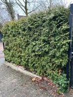 Conifeer Haag Groenblijvend, Tuin en Terras, Planten | Struiken en Hagen, Ophalen, Conifeer, Haag, 250 cm of meer