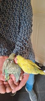 Grasparkietjes, Dieren en Toebehoren, Vogels | Parkieten en Papegaaien, Meerdere dieren, Parkiet, Tam