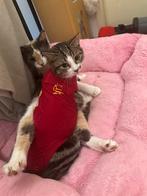 Twee lieve poezen zoeken samen een liefdevol thuis, Poes, Gechipt