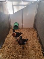 Australische casarca.s gezocht jong en oud, Dieren en Toebehoren