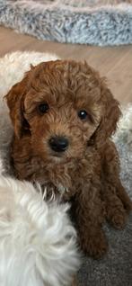 *NEST AANKONDIGING*  lieve MINI DOODLES ( WACHTLIJST VOL!! ), Dieren en Toebehoren, Parvo, Overige rassen, 8 tot 15 weken, Meerdere