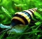 Anatome Helena slakken, Ophalen, Nieuw, Overige typen