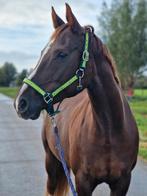 Bloedmooie alleskunner te koop, Dieren en Toebehoren, Paarden, Merrie, Met stamboom, L, 11 jaar of ouder