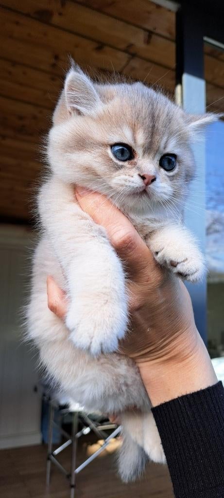 Prachtige golden shaded kittens te koop, Meerdere dieren, Gechipt