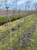 Pyrus com. ‘Gieser wildeman’, Ophalen, 100 tot 250 cm, Halfschaduw, Lente