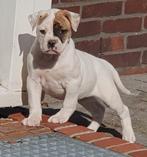 Supermooie Amerikaanse bulldog pups met stamboom, Dieren en Toebehoren, Honden | Bulldogs, Pinschers en Molossers, Parvo, Nederland