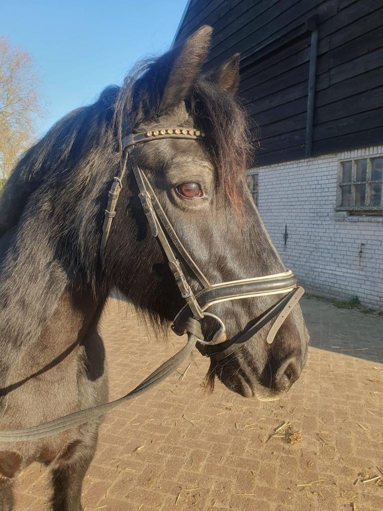 Gezocht: grote pony of paardje, Dieren en Toebehoren, Paarden, Meerdere dieren, Recreatiepaard