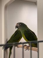 Weddel Aratinga (Weddelli), Meerdere dieren, Parkiet, Geringd