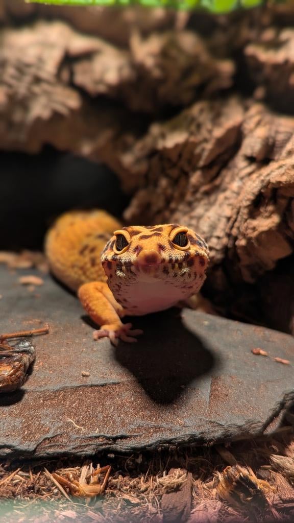 Luipaardgekko man, eventueel compleet met terrarium, Hagedis, Met terrarium, 0 tot 2 jaar