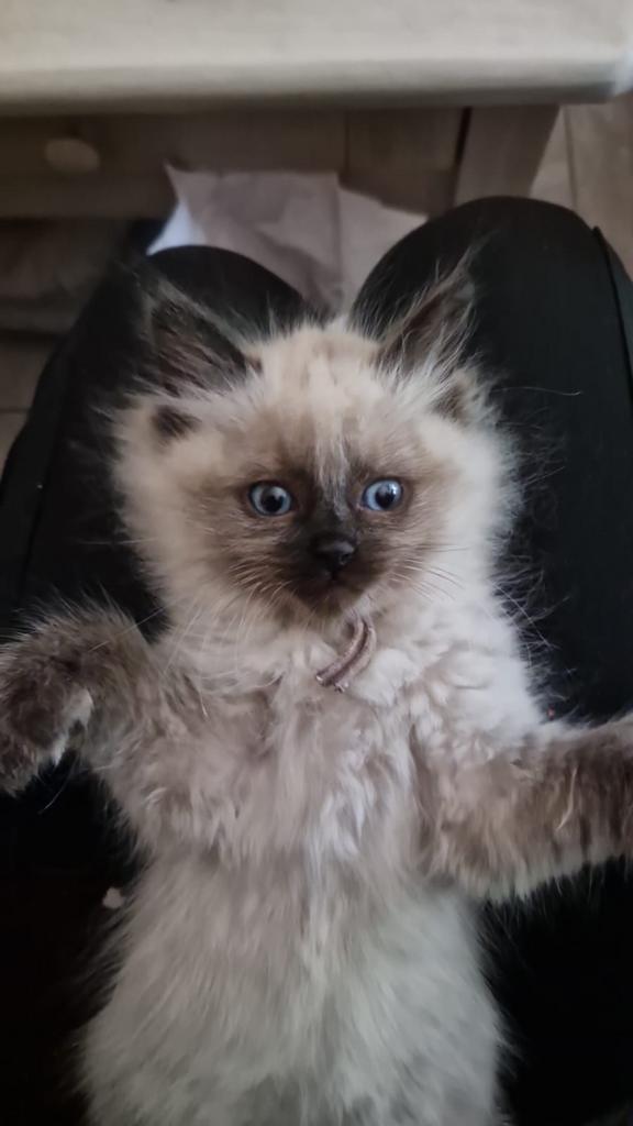 Ragdoll kittens met stamboom, Dieren en Toebehoren, Meerdere dieren, Met stamboom, 0 tot 2 jaar