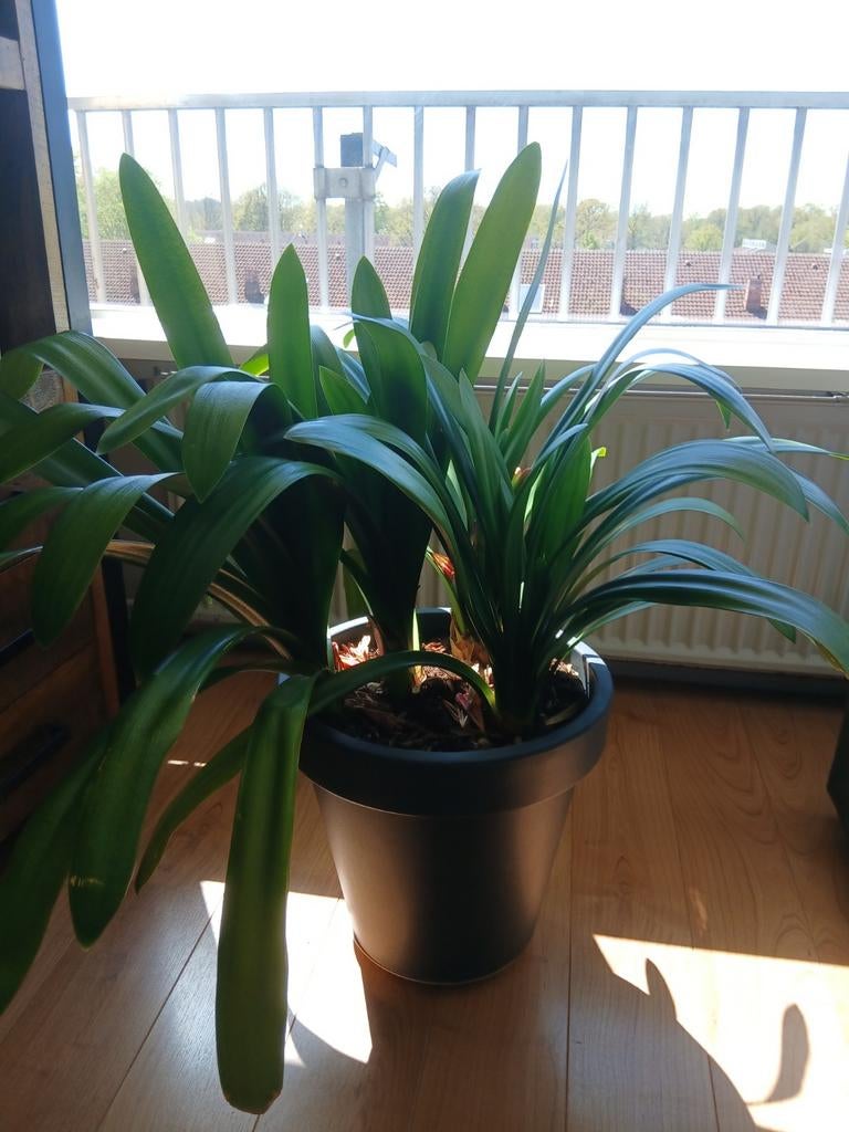 Grote Clivia plant in pot - Groene kamerplant, 100 tot 150 cm, Overige soorten, In pot, Groene kamerplant