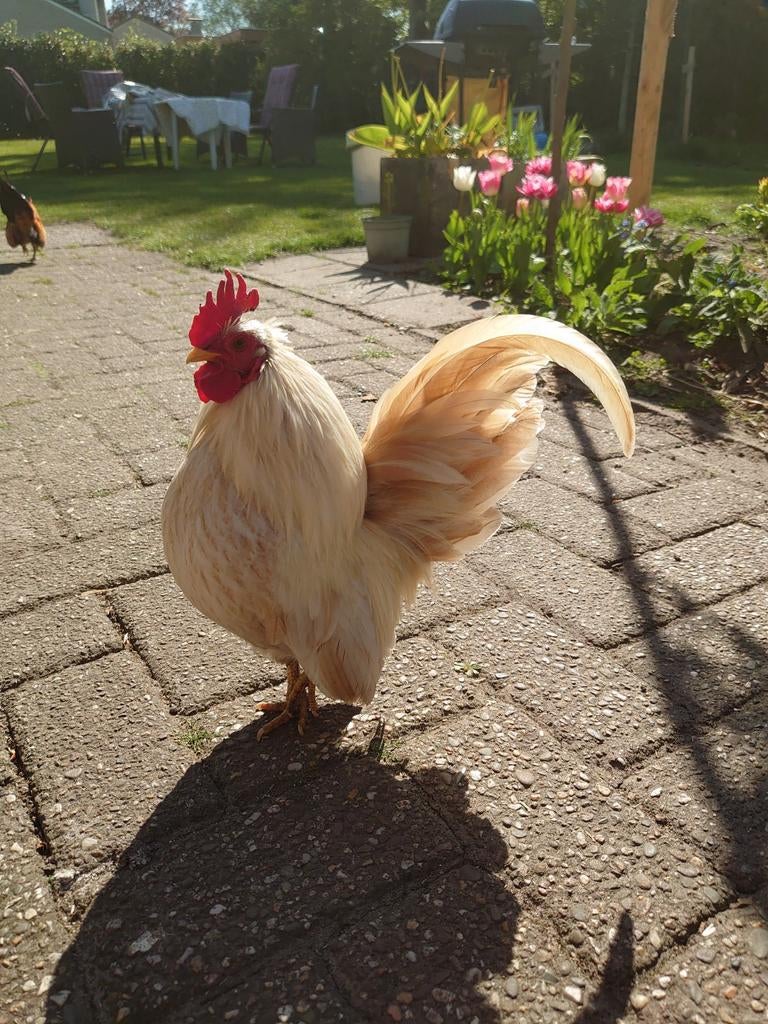 Gratis serama haan. 1,5 jaar oud ongeveer., Mannelijk, Kip