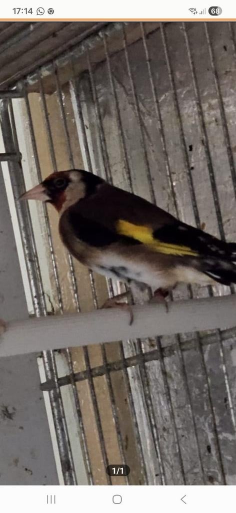 Vraag over deze putter?, Dieren en Toebehoren, Mannelijk, Wildzangvogel
