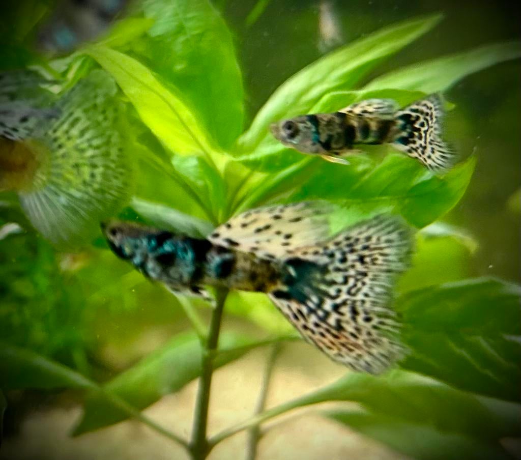 Raszuivere guppy’s, Dieren en Toebehoren, Vis