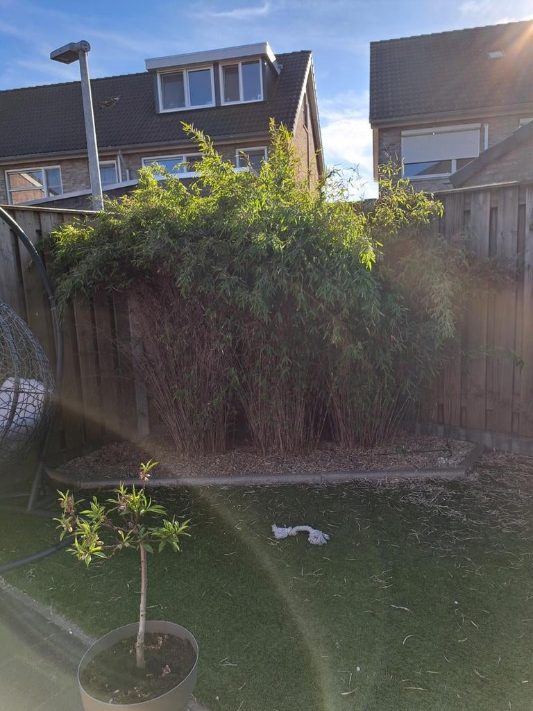 3 Bamboeplanten voor een groene afscheiding, Tuin en Terras, Volle zon, Vaste plant, Siergrassen, Ophalen of Verzenden