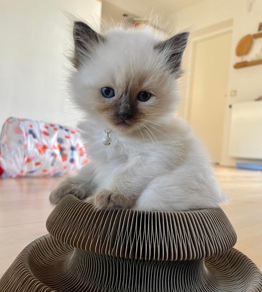 Ragdoll kittens met stamboom katertjes /poesjes beschikbaar, Meerdere dieren, Met stamboom, 0 tot 2 jaar