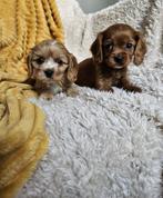 Maltipoo / cavapoo pups, Overige rassen, 8 tot 15 weken, Meerdere, Meerdere dieren