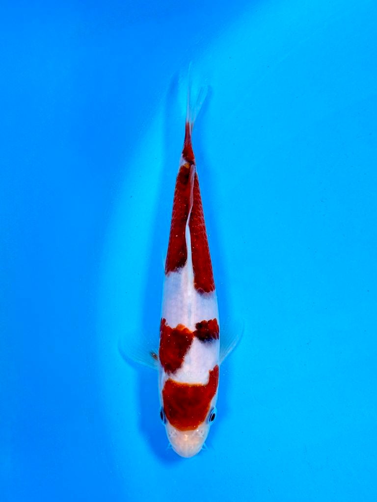 HQ Kuchi Beni Budo Goromo incl Certificaat Marushi, Karper of Koi