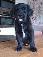 Golden aussie kruising in huis opgegroeid, Golden retriever, 8 tot 15 weken, Meerdere, Meerdere dieren