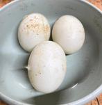 Broedeieren Indische loopeenden, Geslacht onbekend, Eend