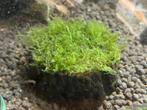 Buce moss aquarium mos, Dieren en Toebehoren, Ophalen of Verzenden, Zo goed als nieuw, Plant(en), Steen of Hout