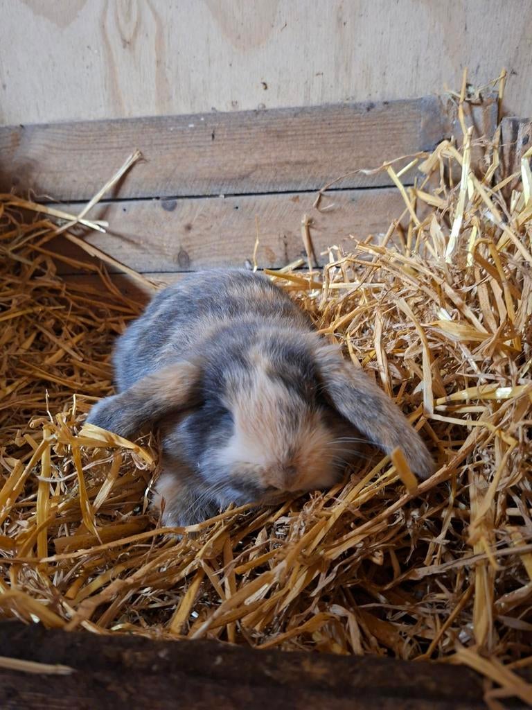 Franse hangoren, Dieren en Toebehoren, Konijnen, Meerdere dieren, Groot, Hangoor, 0 tot 2 jaar