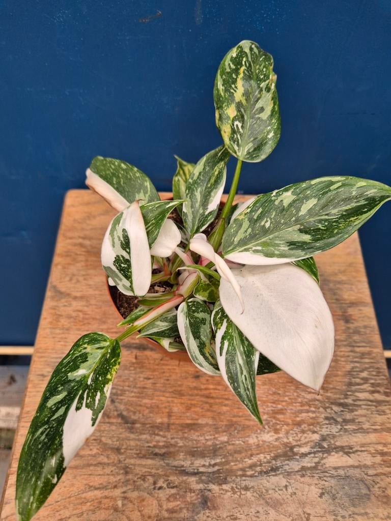 Philodendron White Princess p12 (2), Ophalen of Verzenden, Halfschaduw, Minder dan 100 cm