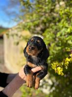 Prachtige ruwhaar dwerg teckel pups te koop🐾, Dieren en Toebehoren, Parvo, 8 tot 15 weken, Dwerg, Meerdere