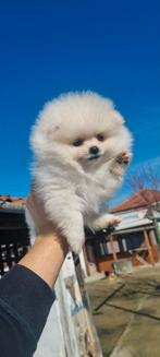 Pomeriaan pups, Particulier, 8 tot 15 weken, Buitenland, Parvo