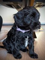 Labradoodle pups mini🩷💜  nog 2 pups🐾, Dieren en Toebehoren, Honden | Retrievers, Spaniëls en Waterhonden, Parvo, Overige rassen