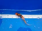 Winterharde koi van € 5,00 tot € 55,00 PS, Karper of Koi