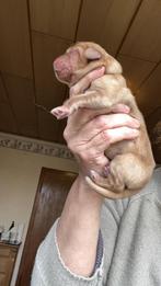 Hovawartpuppies met stamboom, 8 tot 15 weken, Parvo, Meerdere, Meerdere dieren