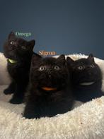 Prachtige Britse Korthaar Kittens met Stamboom, Dieren en Toebehoren, Katten en Kittens | Raskatten | Korthaar, Meerdere dieren