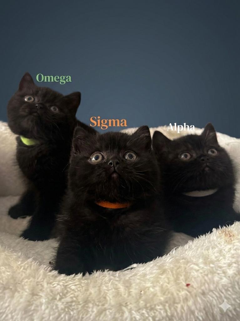 Britse Korthaar Kittens: Elegantie in een gitzwart jasje, Dieren en Toebehoren, Katten en Kittens | Raskatten | Korthaar, Meerdere dieren