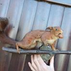 Opgezette Eekhoorn op tak, wanddecoratie, Verzamelen, Ophalen of Verzenden, Zo goed als nieuw, Wild dier, Opgezet dier