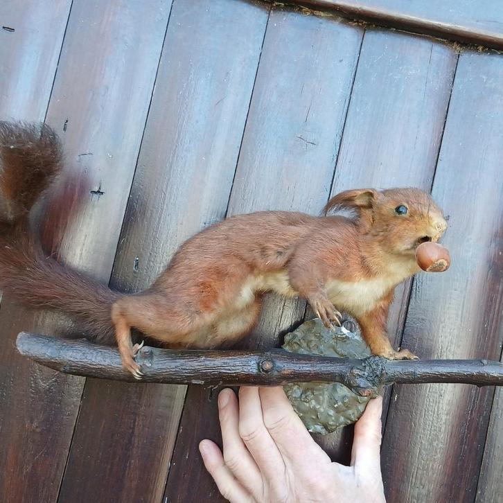 Opgezette Eekhoorn op tak, wanddecoratie, Verzamelen, Dierenverzamelingen, Opgezet dier, Wild dier, Ophalen of Verzenden